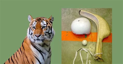 tigers jai alai results|Tiger's One.
